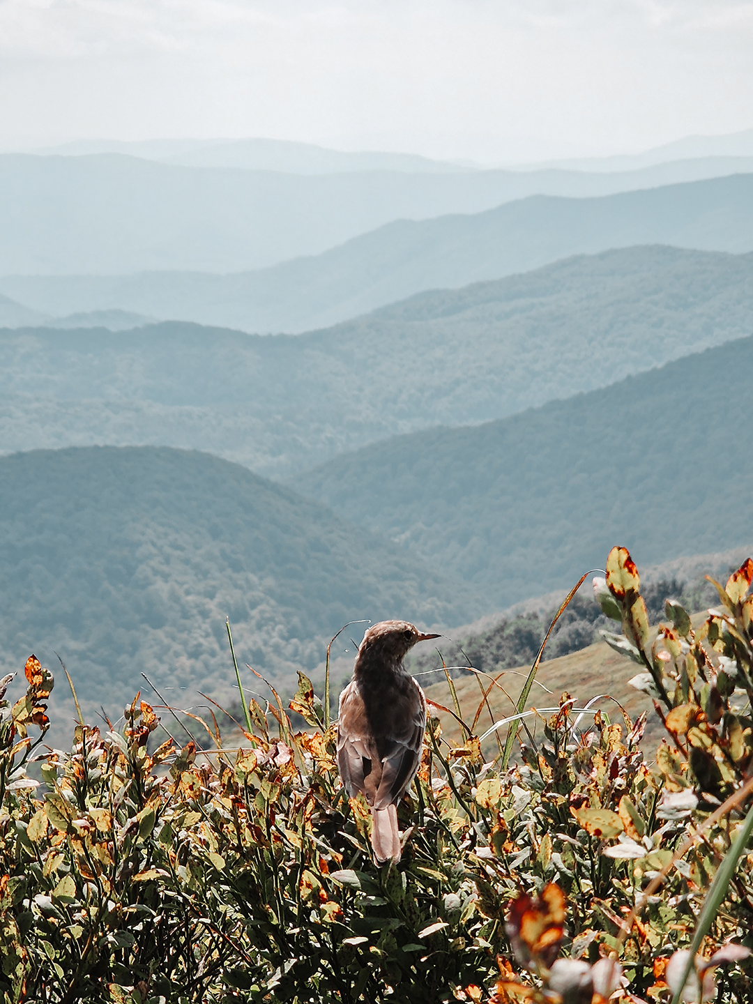 placefulness - kasia wilczopolska - polska - bieszczady