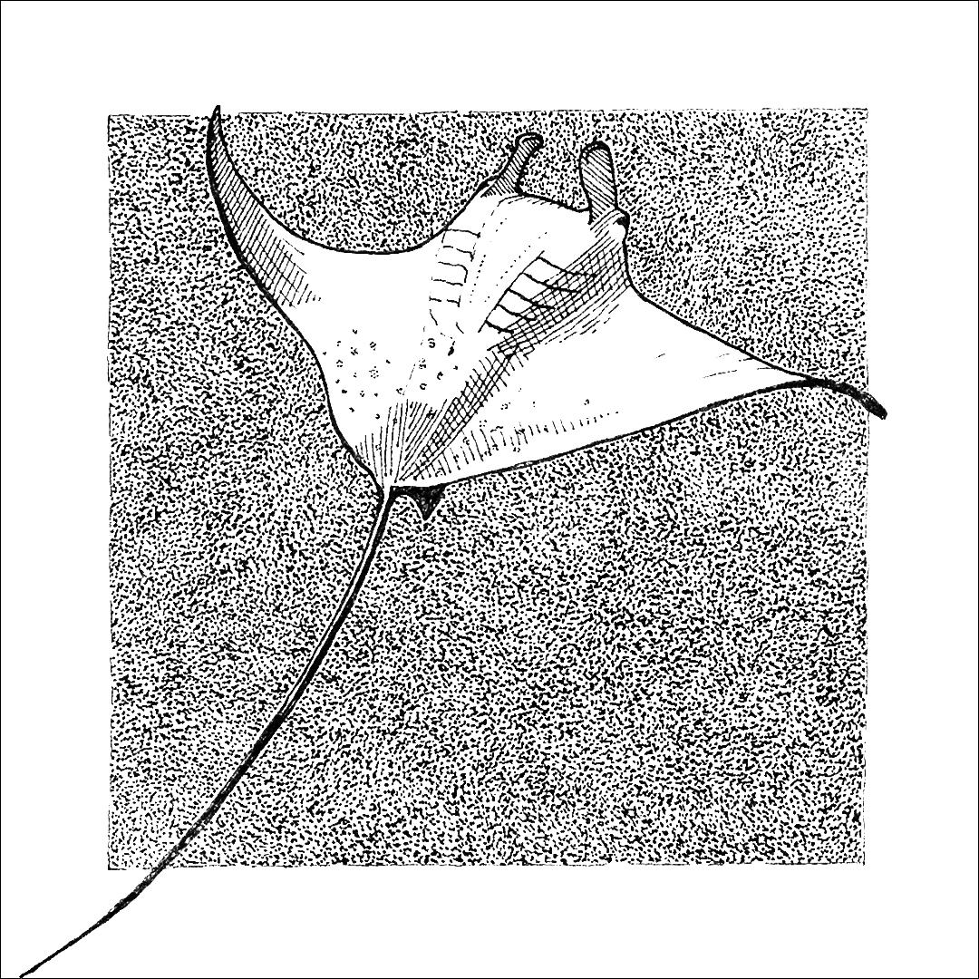 placefulness - kasia wilczopolska - inktober - płaszczka