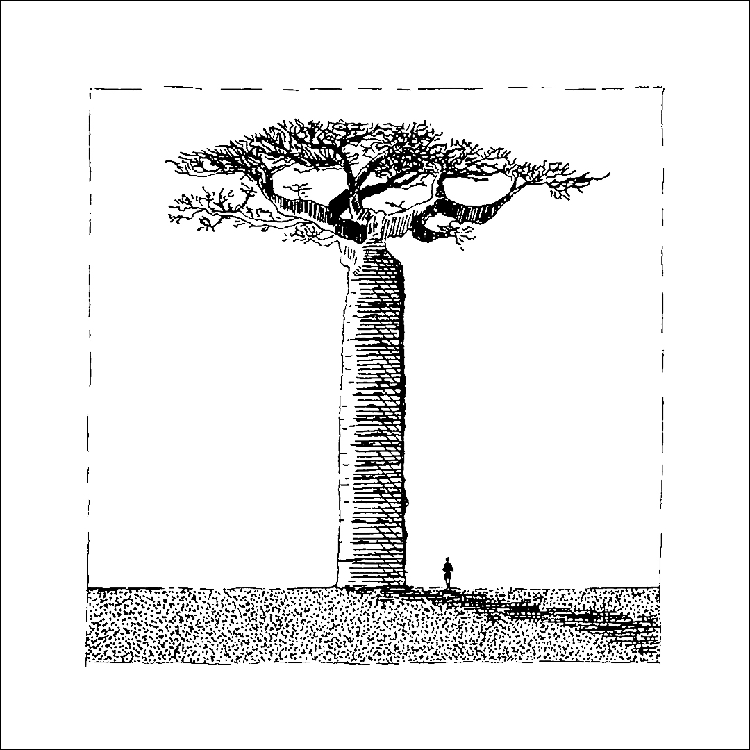placefulness - kasia wilczopolska - inktober - baobab