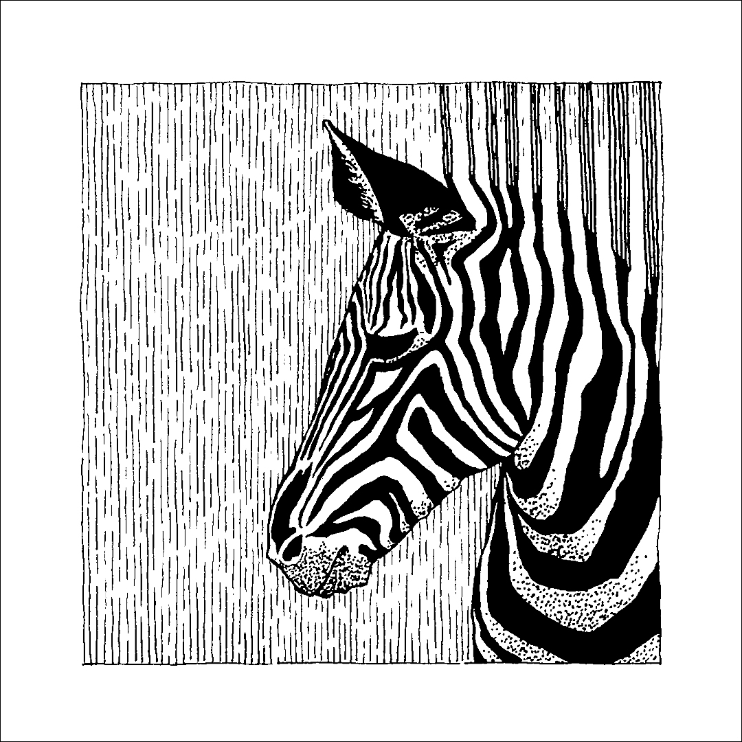 placefulness - kasia wilczopolska - inktober - zebra