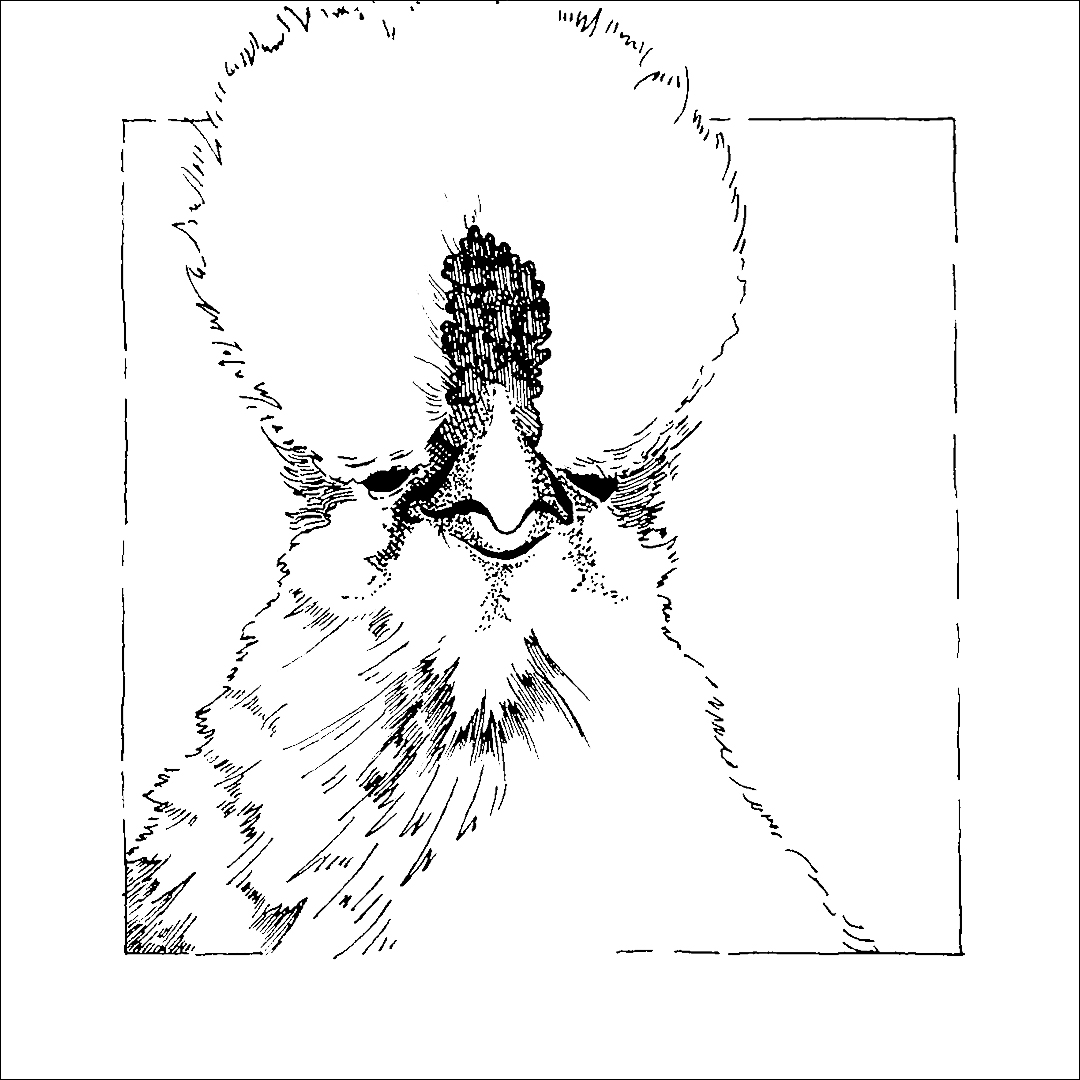 placefulness - kasia wilczopolska - inktober - pretty reckless chicken